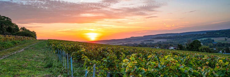 Sonoma County California sunset over wine vineyard