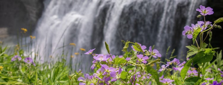 Purple and yellow spring flowers in front of a waterfall