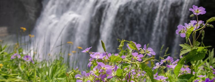 Purple and yellow spring flowers in front of a waterfall