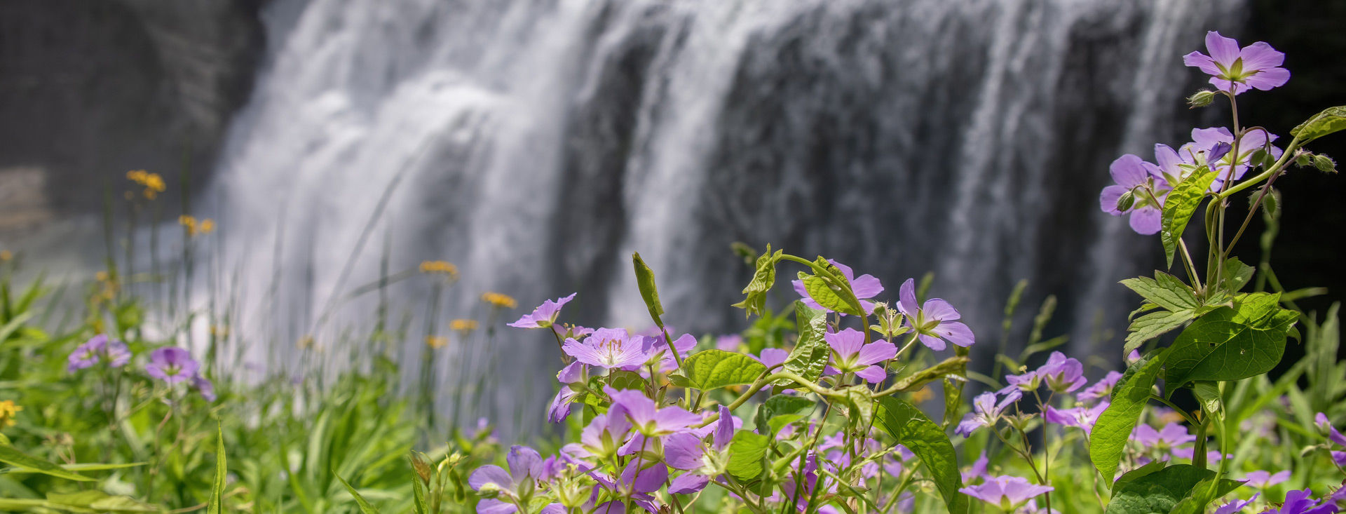 Flores primaverales moradas y amarillas frente a una cascada